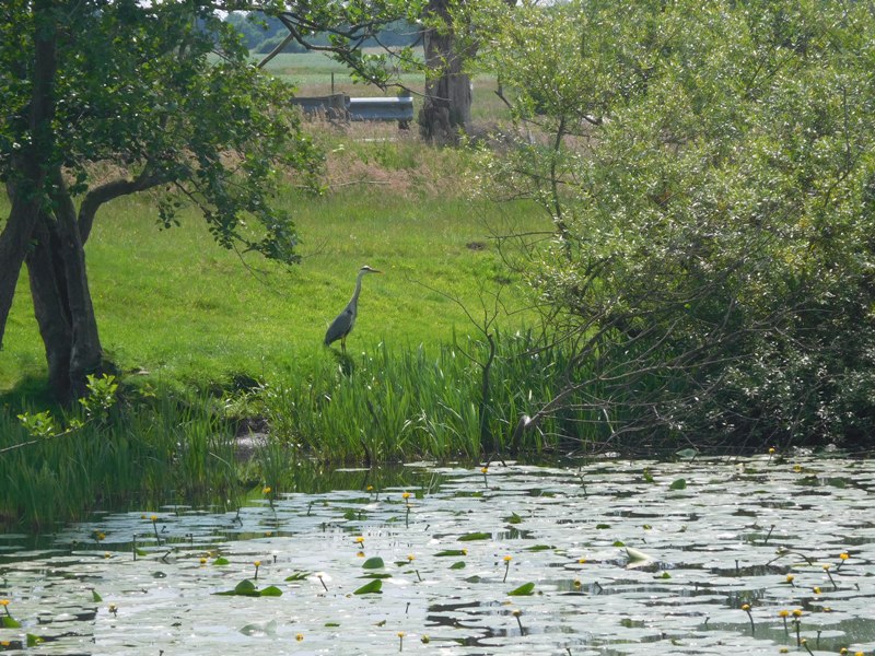 Reiher