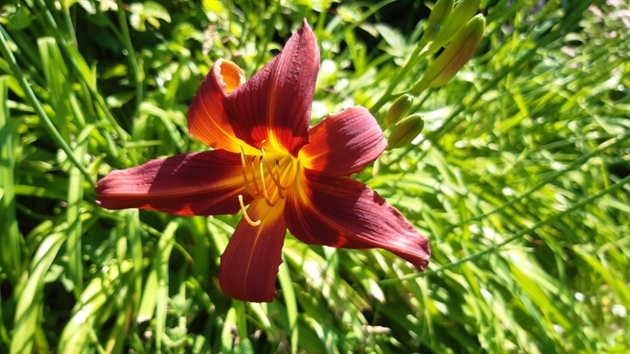 Blume