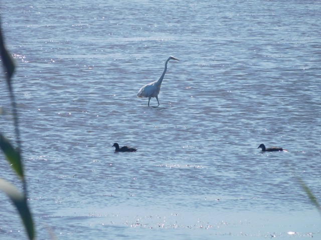Fischreiher